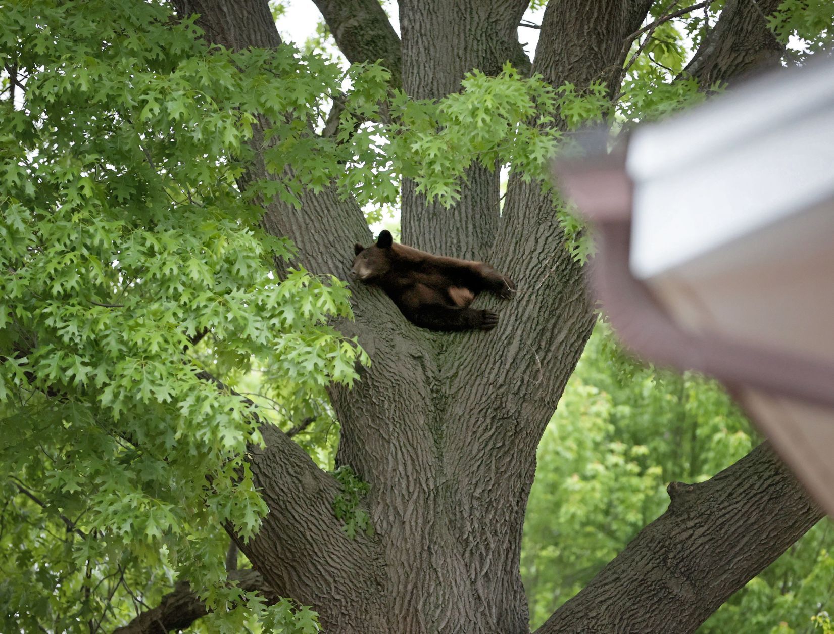 Bear roaming St. Louis County shot with a tranquilizer